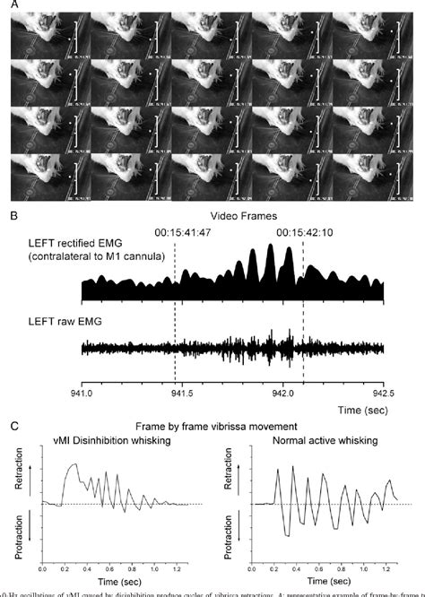 Figure 4 From Cortex By Resonance Of Excitatory Networks In Motor