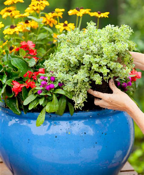 How To Plant A Cottage Garden In A Pot Midwest Living
