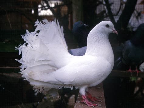 White Pigeon Flying Mobile Wallpapers