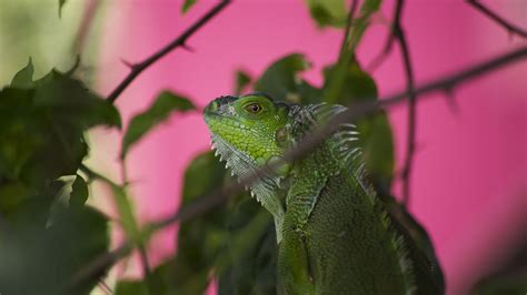 Download Wallpaper 1366x768 Iguana Lizard Reptile Blur Tablet