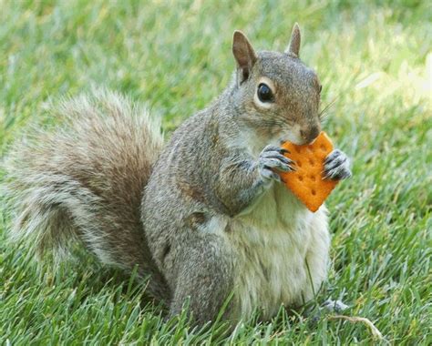 What Do Squirrels Like To Eat What Squirrels Eat What