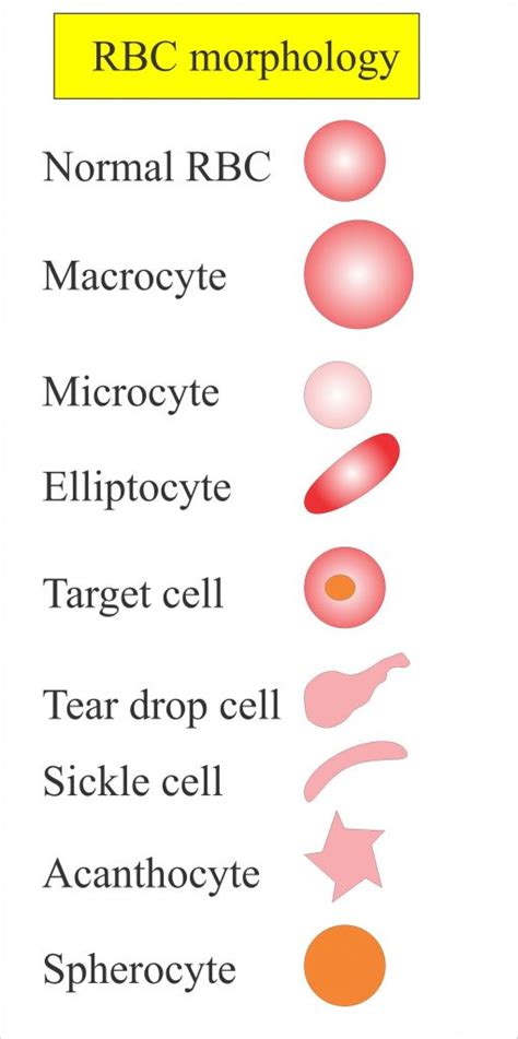 Complete Blood Count Cbc Part 2 Red Blood Cells Morphology And