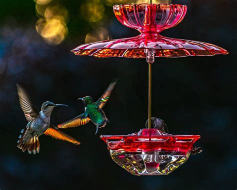 5 Fascinating Facts About Fall Hummingbird Migration Hummingbird