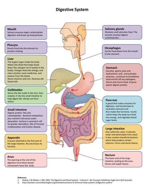 Chart On Digestive System