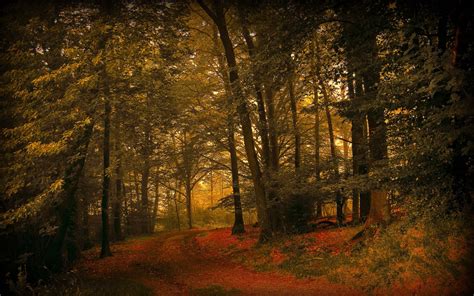 Landscapes Nature Forests Woods Trees Autumn Fall Seasons