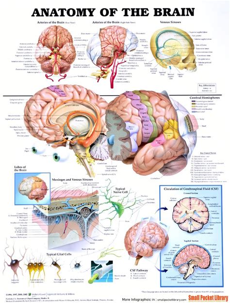 Infographic Anatomy Of The Brain Brain Anatomy Anatomy