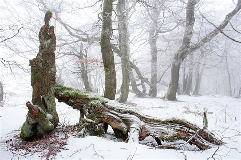 Beech Forest In Snow Rhoen Biosphere Reserve Bavarian Rhoen Nature