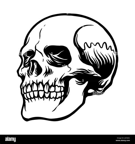 Best Anatomy Skull Clipart Silhouette Vector Illustrations For Your