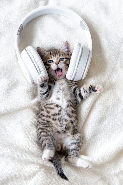 Premium Photo Little Funny Striped Cat Kitten Singing Song In