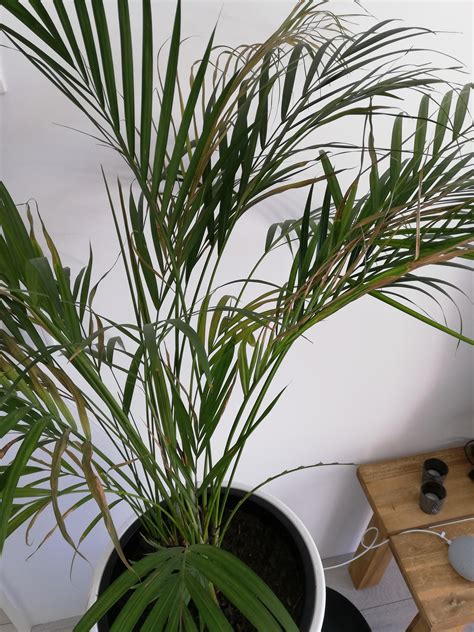 Areca Palm Slowly Dyingturning Brown Repotted A Month Ago After We