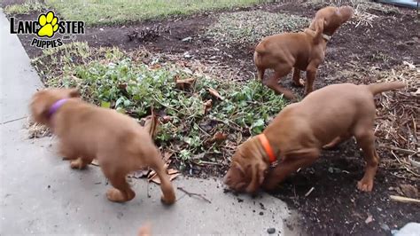 Or how about these vizslas in cities near los angeles, california? Vizsla Puppies - YouTube