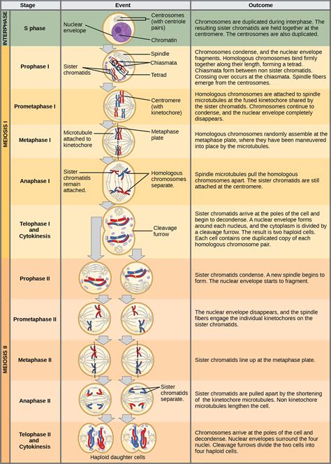 The Process Of Meiosis Openstax Biology 2e