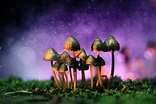 Will Psychedelic Mushrooms be Legalized in Therapy Settings? | Al Bawaba