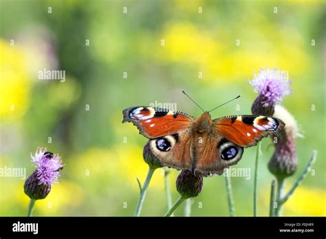 Dark Brown Butterfly Hi Res Stock Photography And Images Alamy