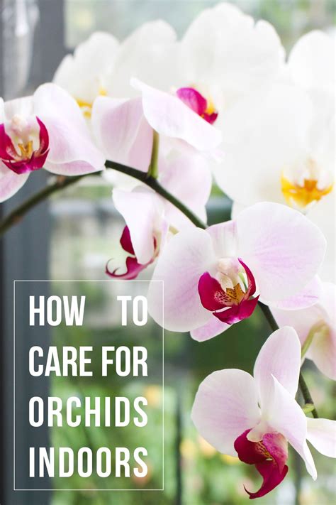 How To Care For Orchids Indoors Orchid Care Indoor Orchids Taking Care Of Orchids