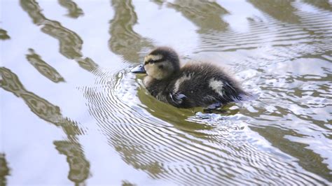 Baby Duck Miki Yoshihito Flickr