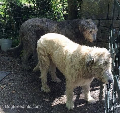 irish wolfhound dog breed information  pictures