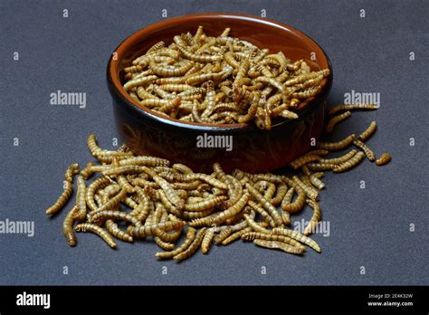 Mealworms In Shell Mealworms Tenebrio Molitor Stock Photo Alamy