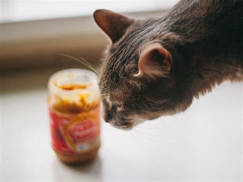 Can Cats Eat Peanut Butter All You Need To Know