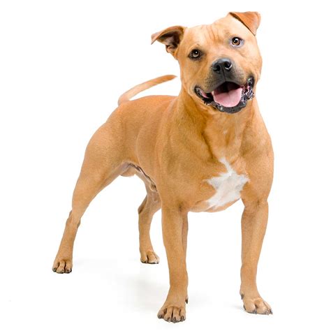 Pit Bull Terrier Dog Breed Multiverses Journal