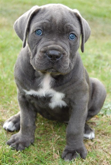 Cane Corso Puppy Look At Those Blue Eyes Corso Dog Cane Corso