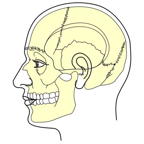 Human Head Anatomy Stock Illustration Illustration Of Cerebellum