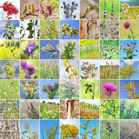 Wild Medicinal Plants Of Siberia Stock Photo By ©starover64 81549576