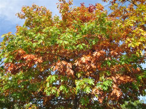 17 Of The Most Popular Fast Growing Shade Trees For Your