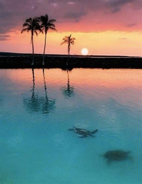 Sea Turtles At Sunset Under The Sea Octopus Sea Turtles And Squid