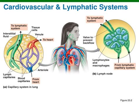 Ppt Cardiovascular And Lymphatic Systems Powerpoint Presentation Id