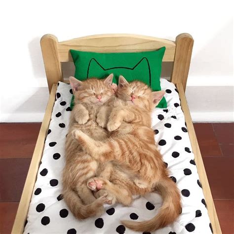 Valentine Cat Pillow Pet Pet Spares