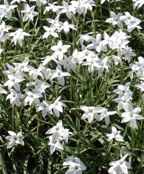 Ipheion Uniflorum White Starthe Spring Starflower Triteleia Uniflorum