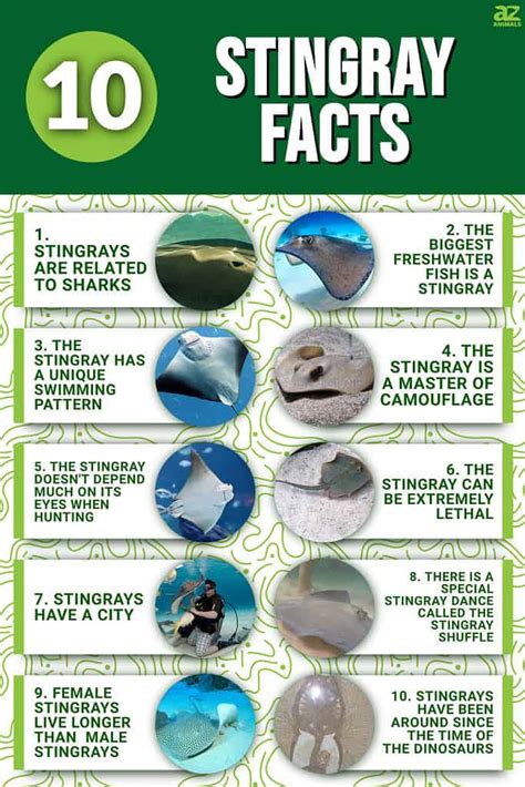 10 Incredible Stingray Facts A Z Animals
