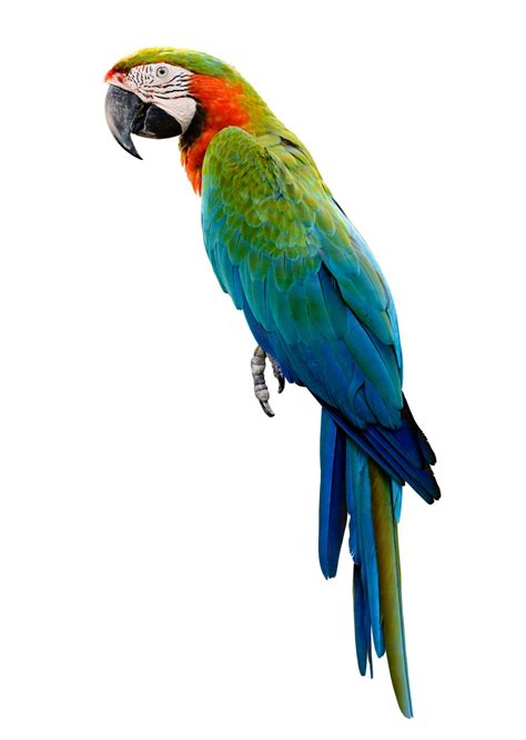 Images Birds Parrot Animals White Background 1024x1440