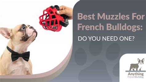 Best Muzzles For French Bulldogs Do You Need One