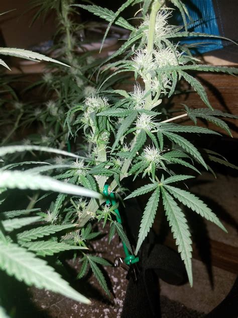 Seedsman Critical Purple Kush Grow Journal Week12 By Growboi Growdiaries