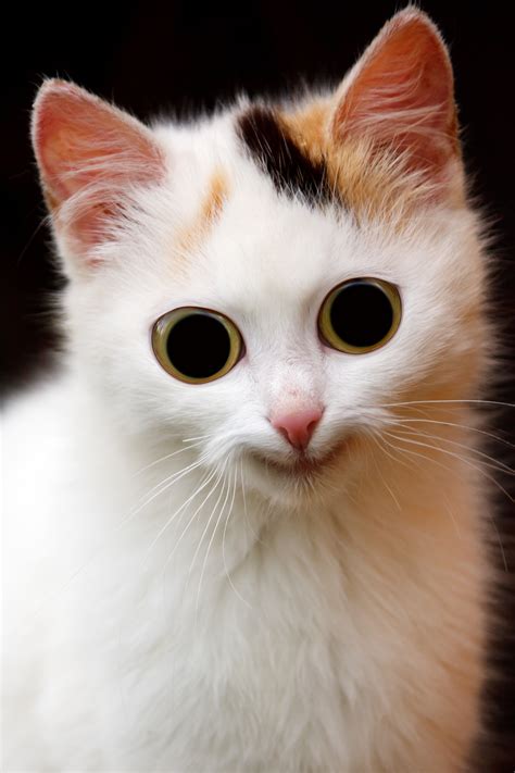 무료 이미지 화이트 착한 애 모피 초상화 어린 고양이 새끼 닫다 얼굴 코 눈 구레나룻 무서운 귀 피부