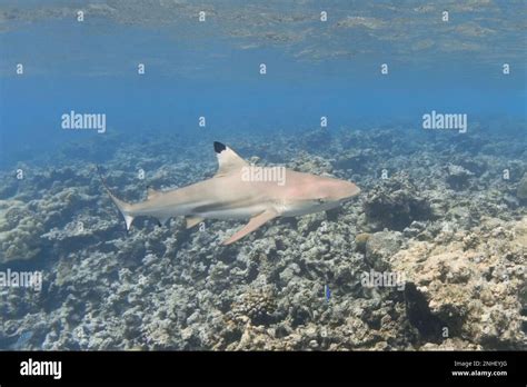 Blacktip Reef Shark Underwater Carcharhinus Melanopterus Stock Photo