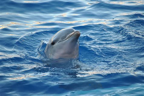 Free Images Sea Water Ocean Animal Jumping Blue