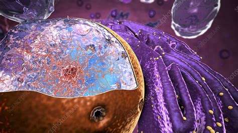 Cell Nucleus Illustration Stock Image F0333933 Science Photo