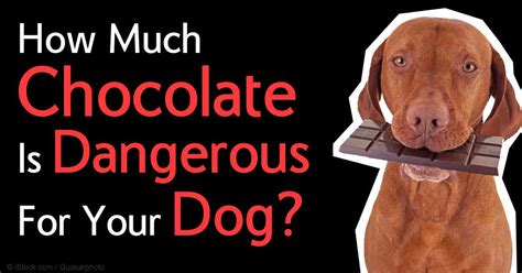 How Long Chocolate Poisoning In Dogs