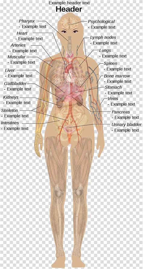 Labeled Female Body Parts Diagram Female Human Anatomy Organs Diagram