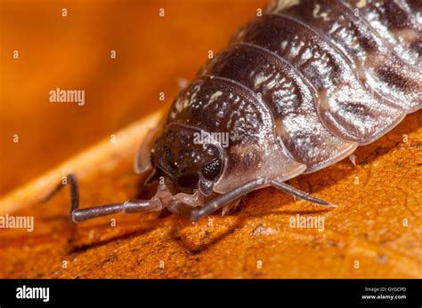 A Common Shiny Woodlouse Oniscus Asellus Walking Across An Autumn