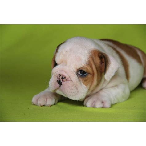 Find the perfect english bulldog puppies from all over the world! English bulldog puppies for sale in Winter Park, Florida ...