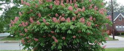 Red Horsechestnut Red Horse Chestnut Bottlebrush Buckeye Aesculus X