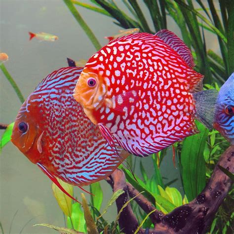 Discusae On Instagram Our German Stendker Discus In A Tropica