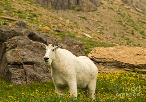 Mountain Goat In Glacier National Park Photograph By Natural Focal