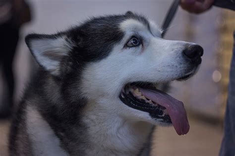 Aski Dog On A Leash 2 Stock Photo Download Image Now Alaskan