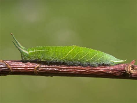 Purple Emperor Butterfly Conservation