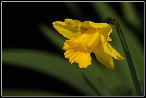 Narcissus Pseudonarcissus Narcissus Pseudonarcissus Amaryl Flickr